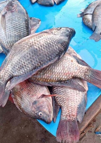 Tilapia fraîche eau douce