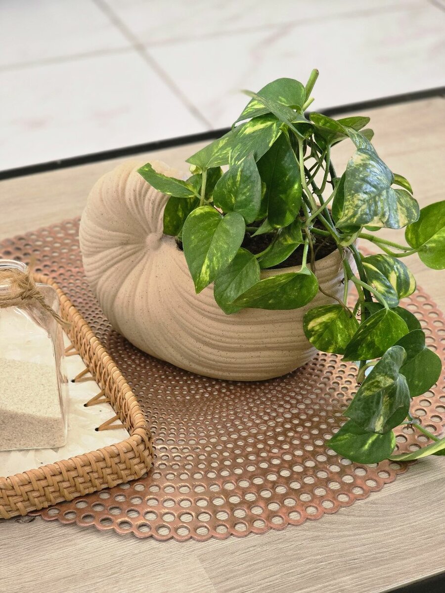 Pothos dans son pot original