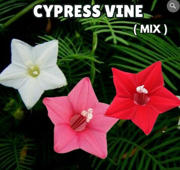 Cypress Vine Seeds – Mix (Summer)