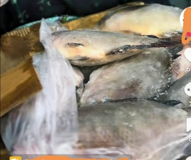 Poisson carpe 500+ et 800+