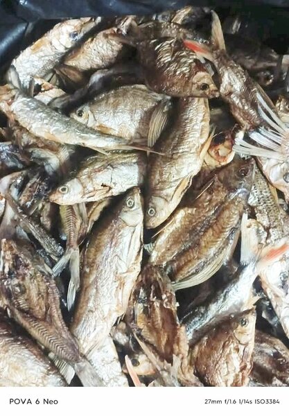 Nkolokolo and white fish