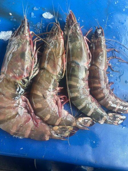 Crevettes géante tigré au kilo