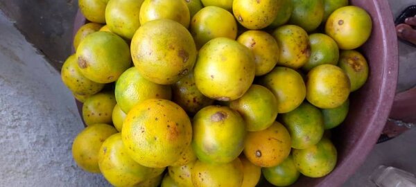 Agrumes frais de saison