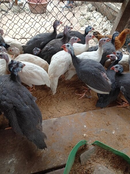 Poules Pintades Élevage