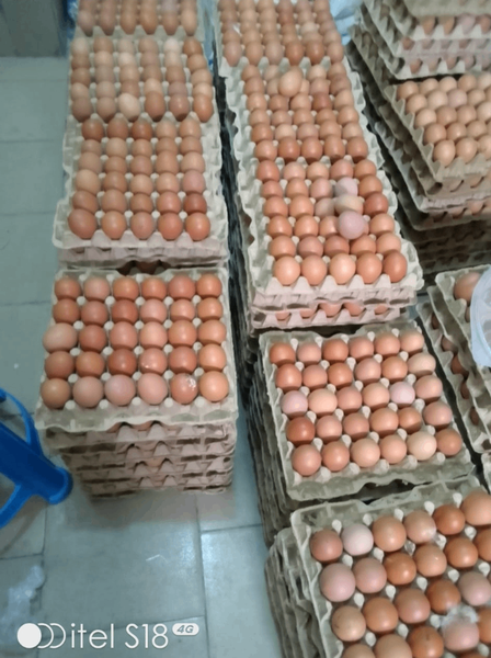 Œufs frais de poule