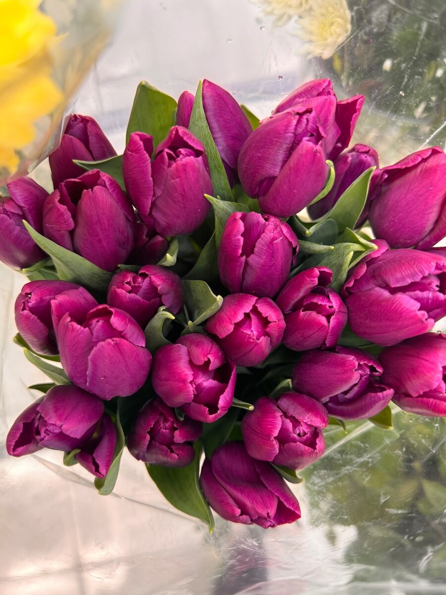 Тюльпан оптом