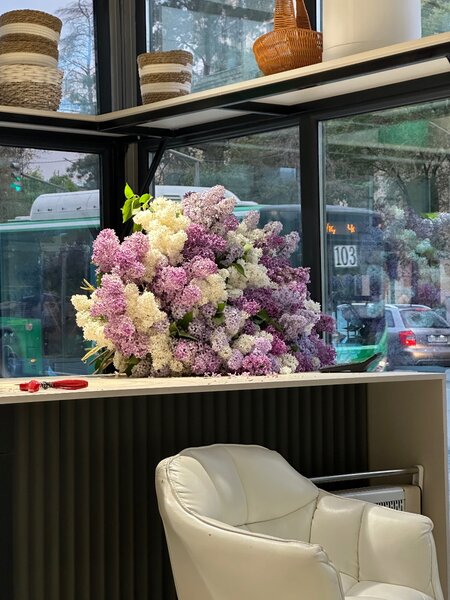 Апрельская Сирень