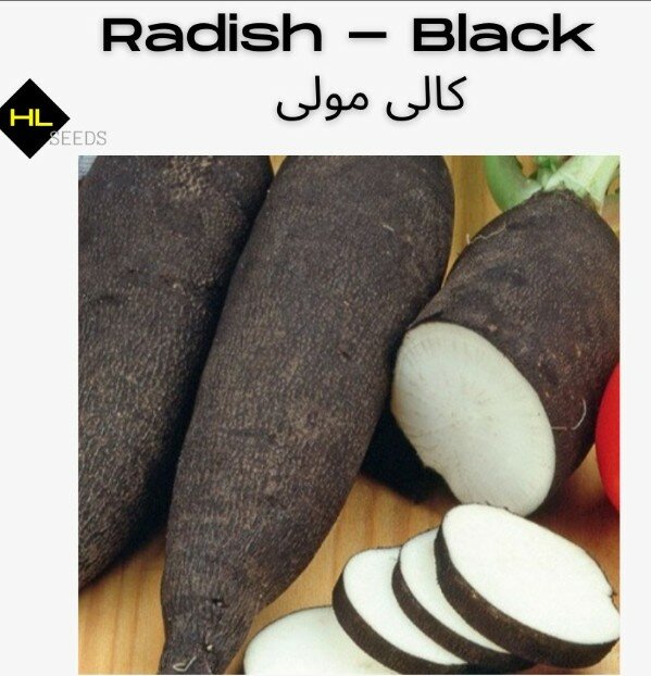Radish Black (Heirloom)