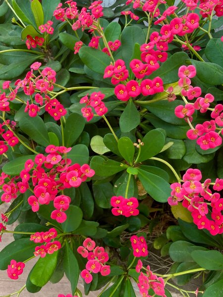 Euphorbia plant ( Phobia flower)