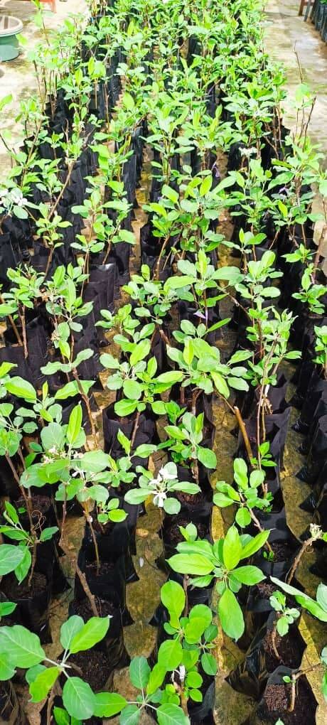 Apple tree (Red and Green)