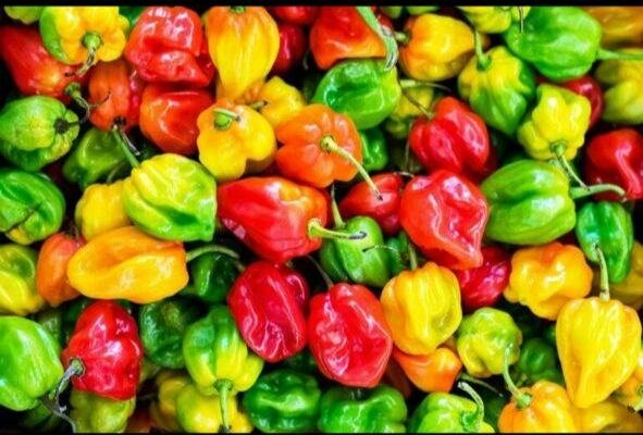 Le kilo de piments colorés