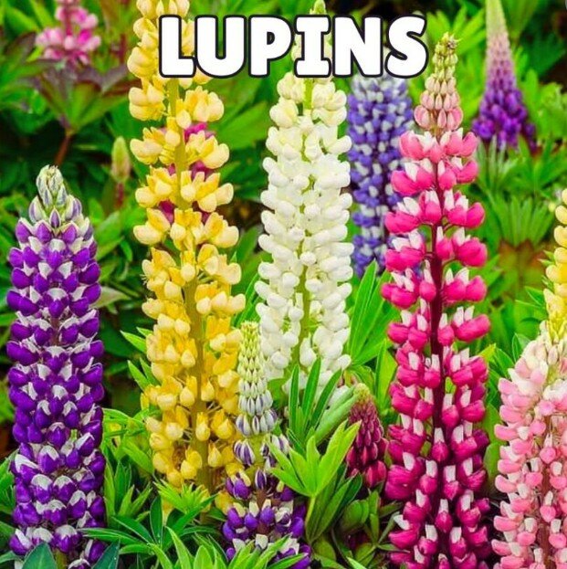 Lupins Seeds -Mix