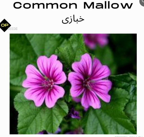 Common Mallow