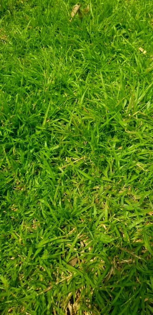 Love grass(50 kg sac)