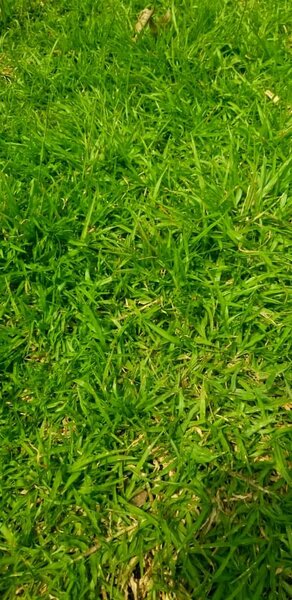 Love grass(50 kg sac)