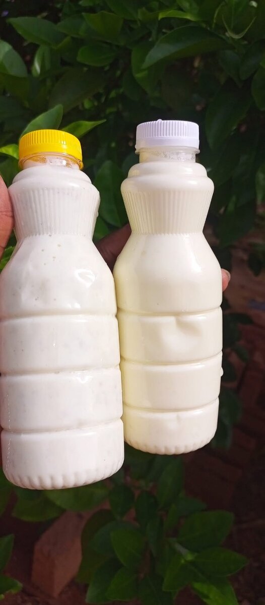 Yaourt crémeux maison