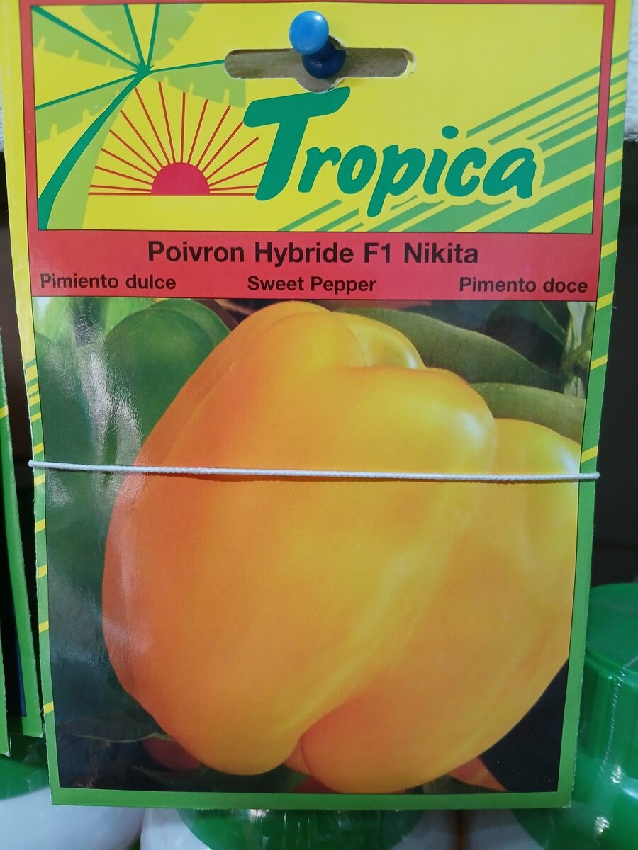 Yellow bell pepper seeds