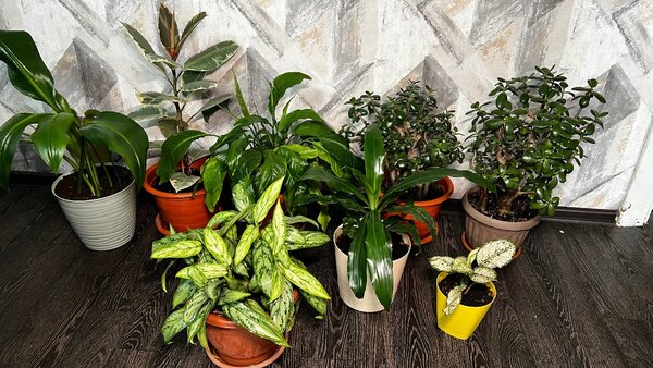 Комнатные цветы