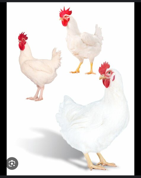 Poulet