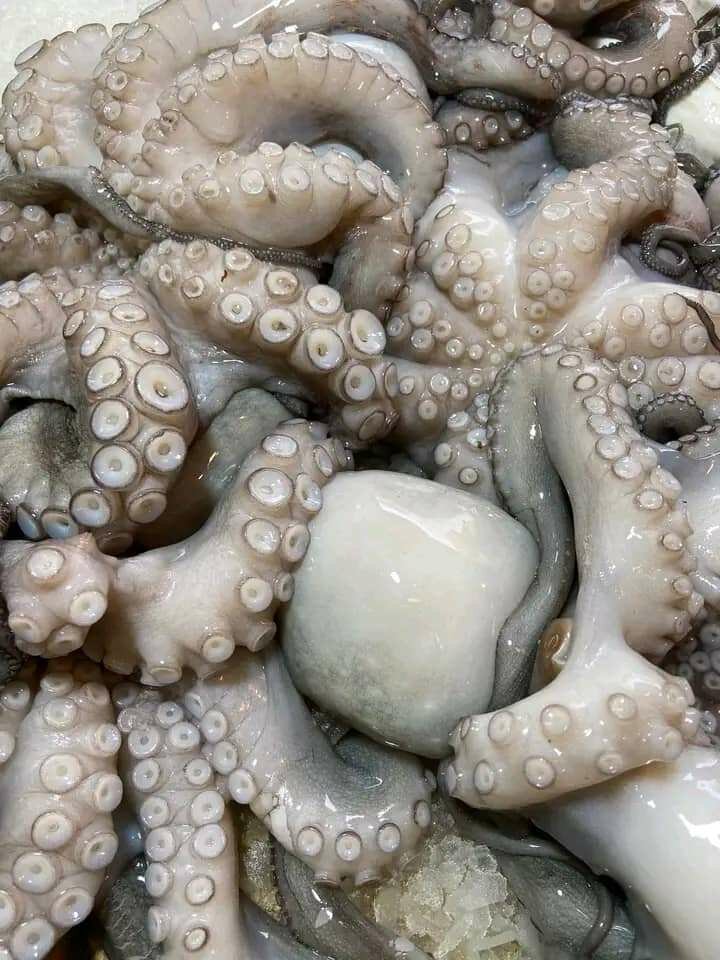 Poulpe frais pour cuisine