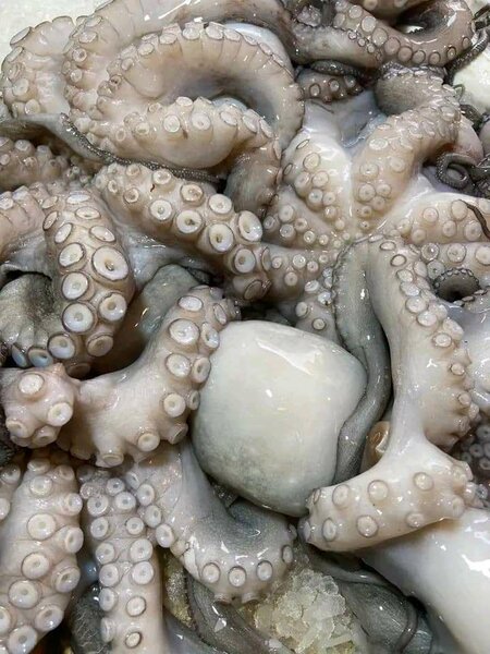 Poulpe frais pour cuisine