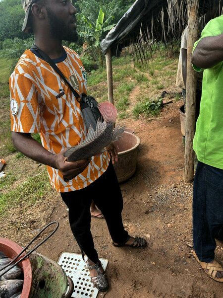 Poisson Tilapia Local