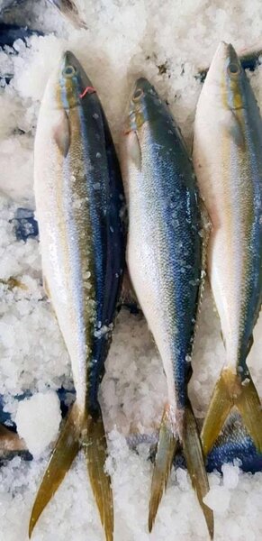 Saumon Caraïbes au kilo