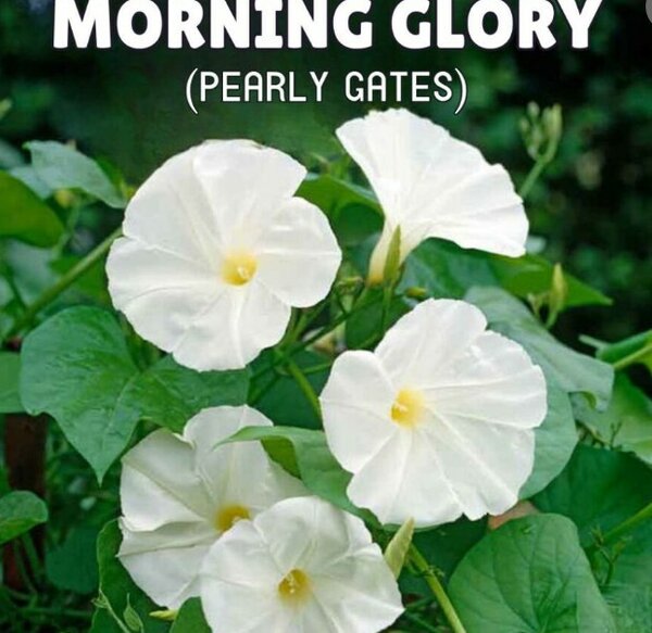 Morning Glory White (Pearly Gates)
