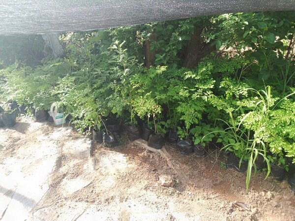 Moringa tree seedlings