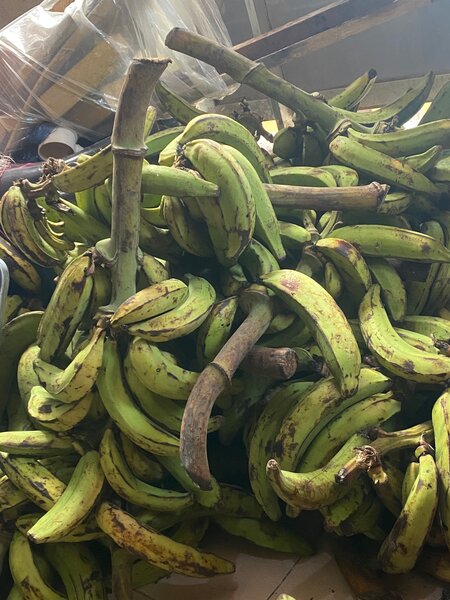Bananes Plantains Vertes