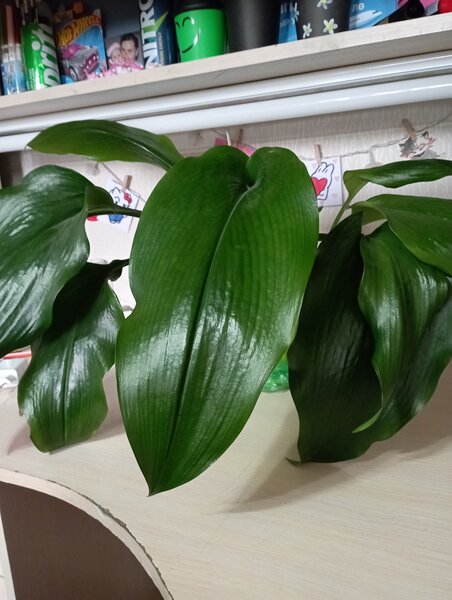 Амазонская лилия