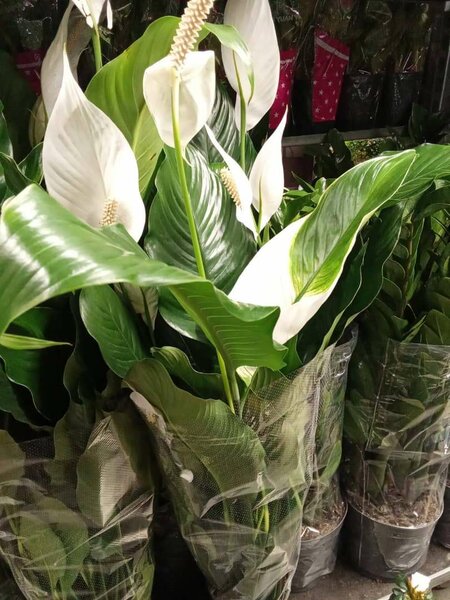 Женское счастье