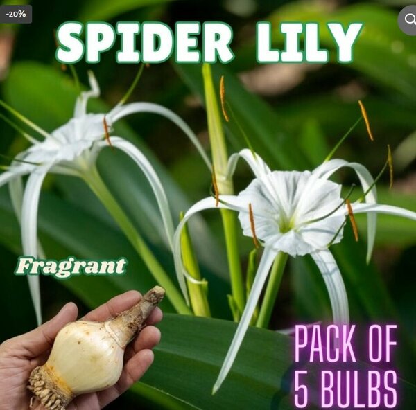 Spider Lily – Pack of 5 Bulbs