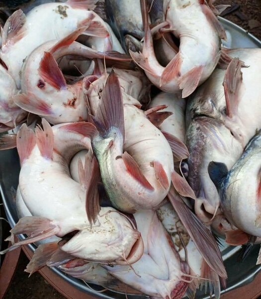 Mâchoirons d'eaux douces