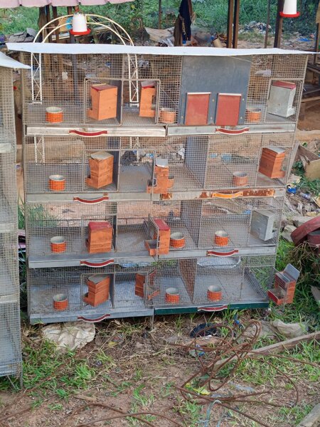 Cages pour Oiseaux Empilables