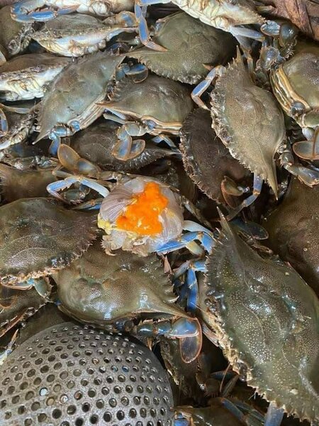 Crabe femelle de lagune