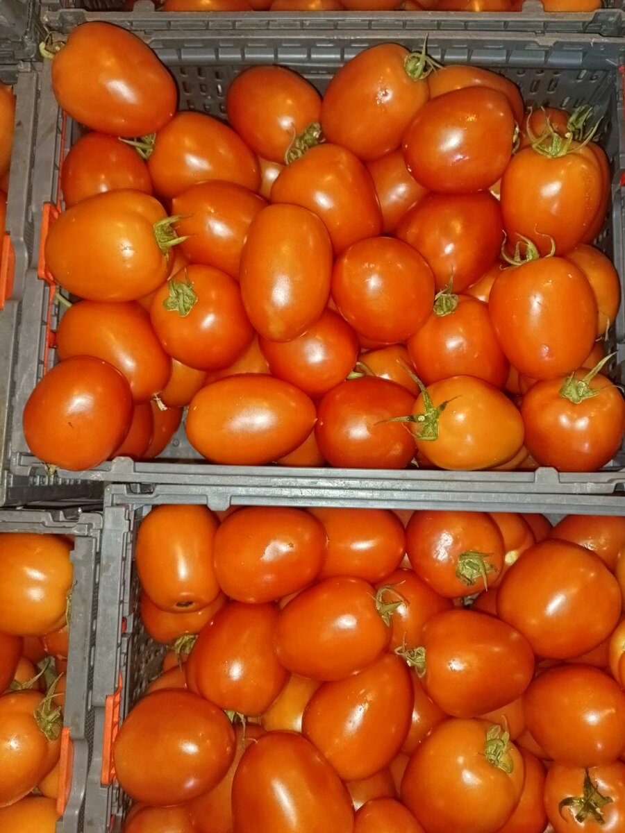TOMATE FRAÎCHE