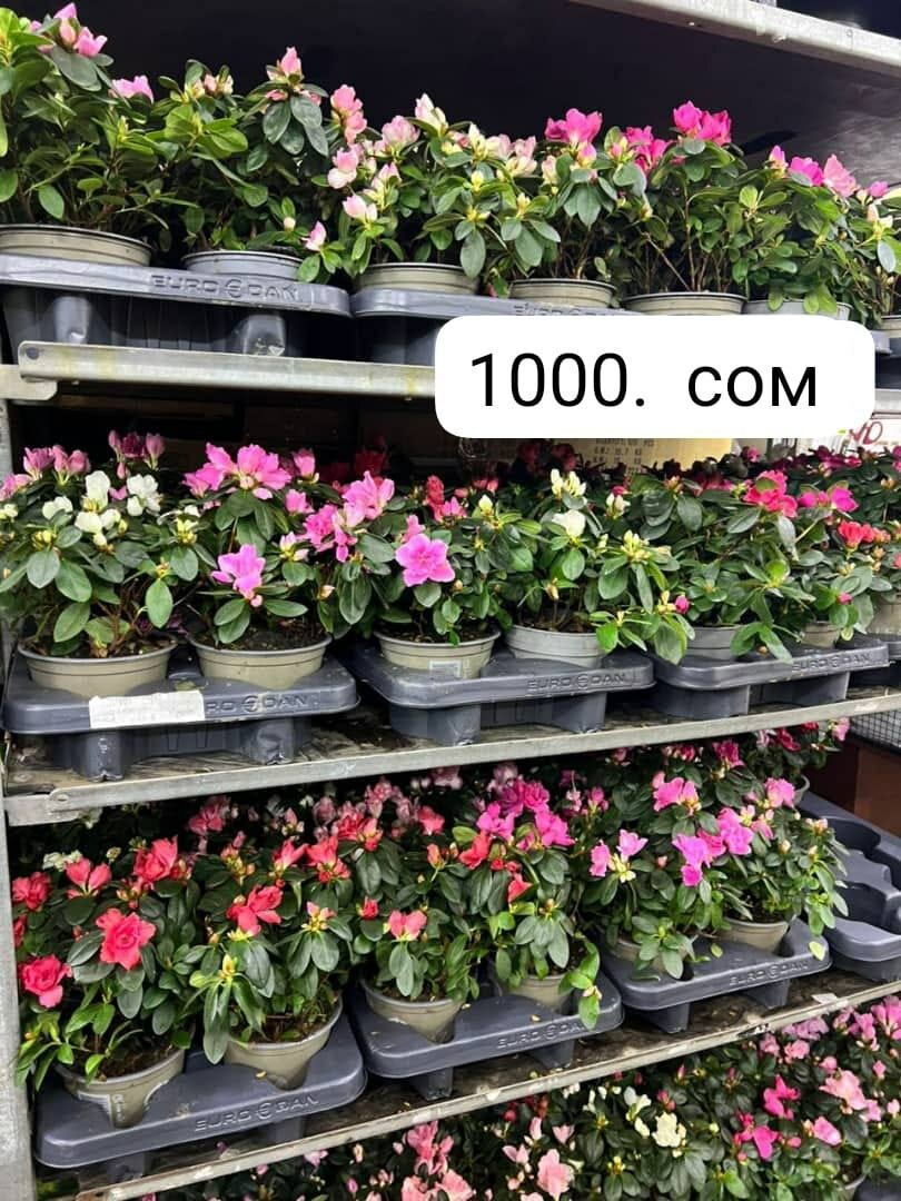 Комнатные цветы