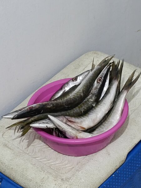 Poisson BROCHET Frais