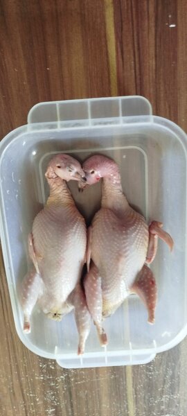 Caille vivante, caille plumée