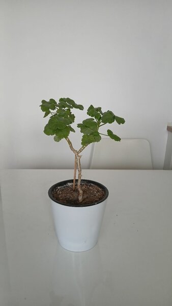 Герани цветущие здоровые