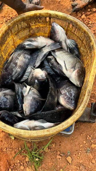 Poissons Tilapia Frais 6kg