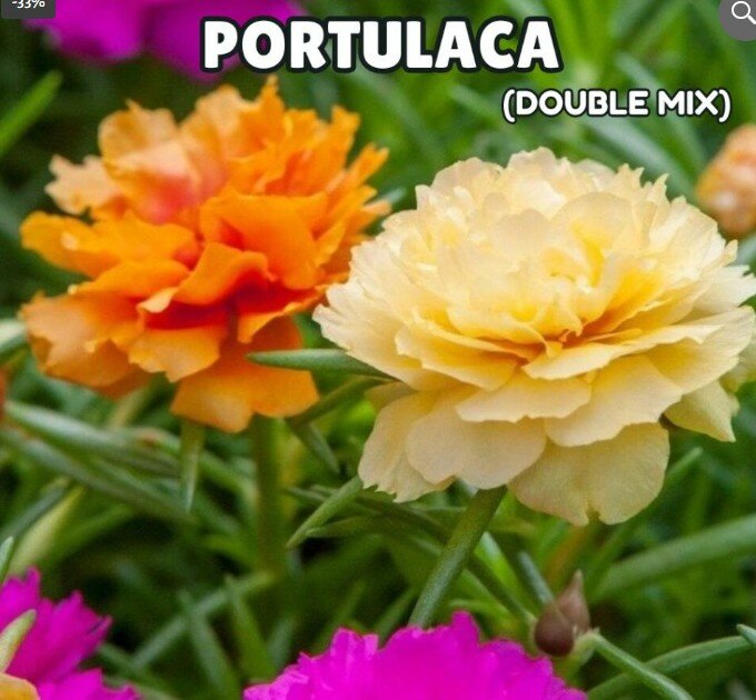 Portulaca – Double Mix