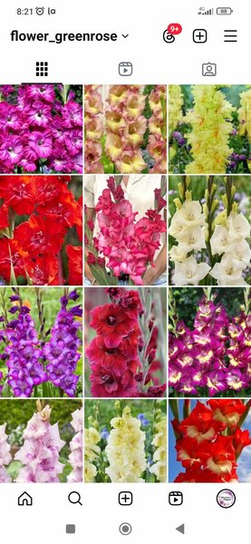 Гладиолусы