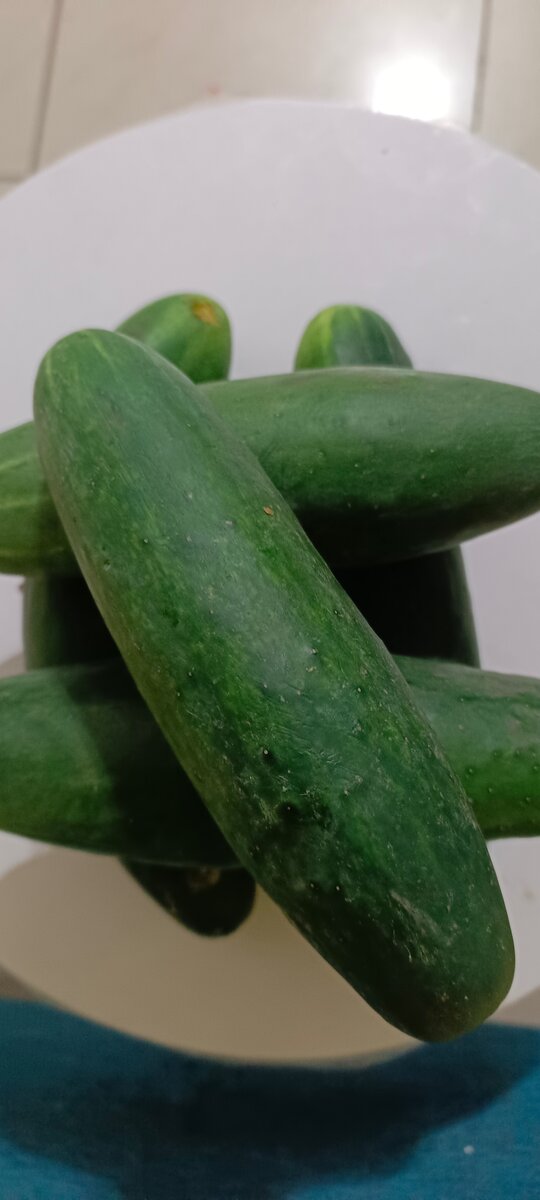 Concombres frais biologiques