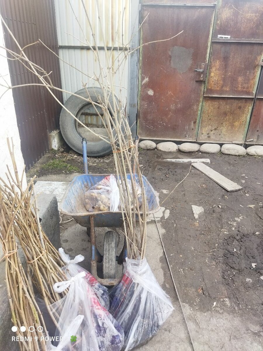 Калина красная