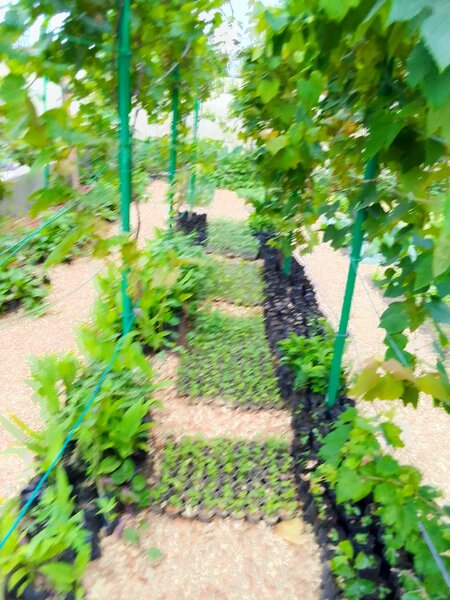 vegetable, herbs,spice etc, seedlings!