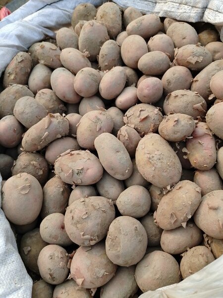 Potato 1kg