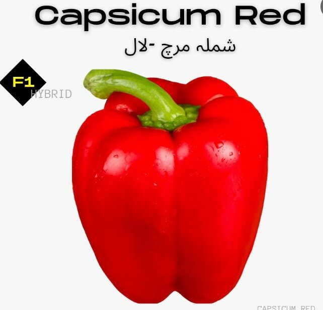 Capsicum Red Seeds, F1 Hybrid شملہ مرچ لال