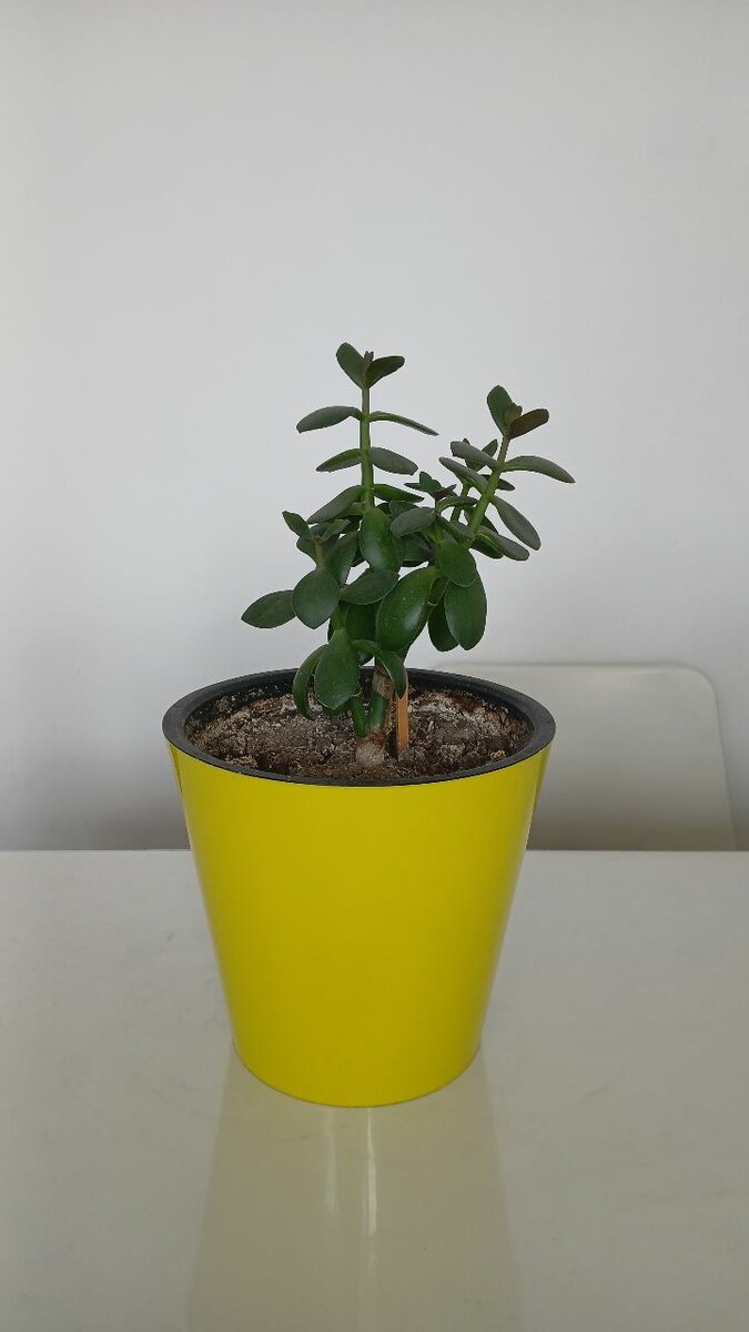 Цветы растения взрослые вместе с землей и горшками